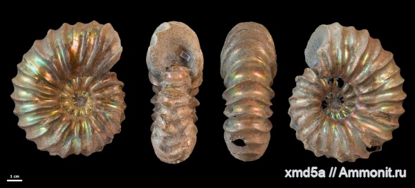 Arcthoplites, Владимирская область, Ammonoidea, Albian, Cretacious