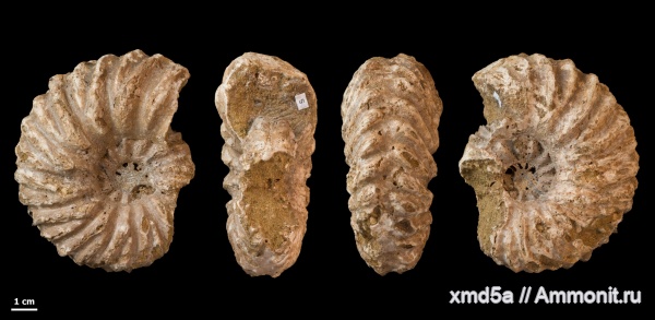 Hoplites, Владимирская область, Hoplites spathi, Albian