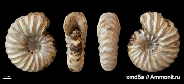 Arcthoplites, Владимирская область, Ammonoidea, Albian