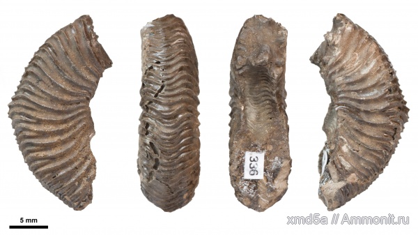 Amoeboceras, деформация, forma circumdata