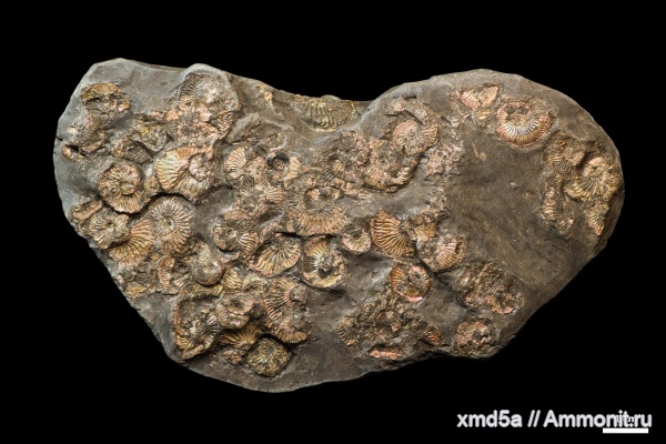 Plasmatites, Plasmatites crenulatus