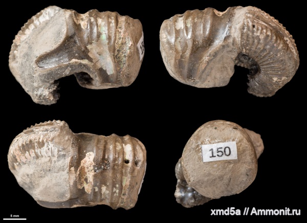 ушки, устье, Prorasenia