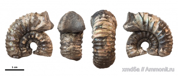 ушки, устье, Prorasenia, prorasenia bowerbanki