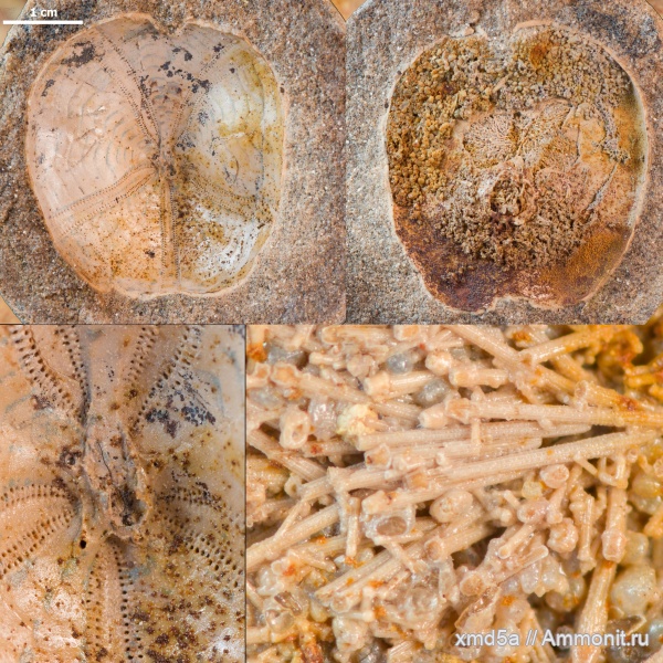 Nucleolites, nucleolites solovjevi