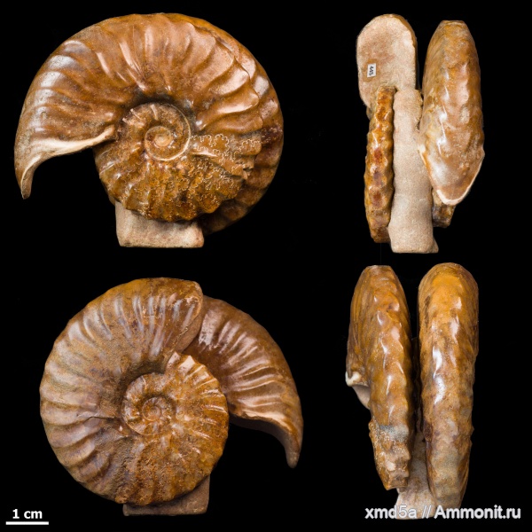 Hoplitidae, semenoviceras