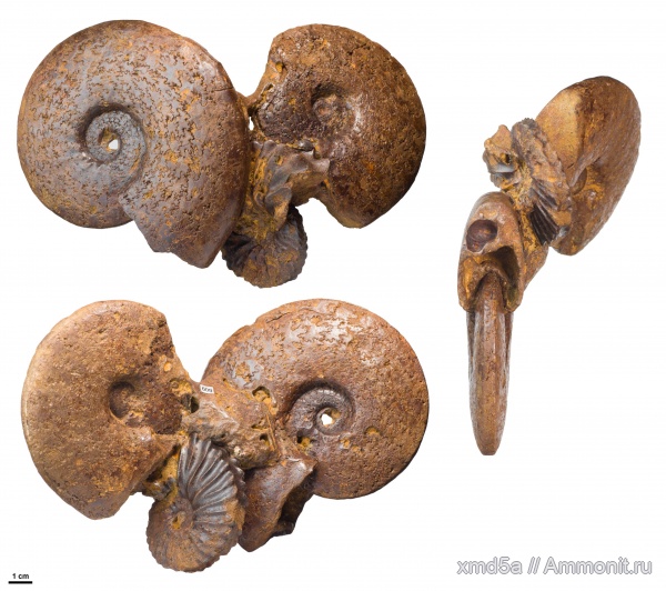 Hoplites, Hoplitidae, Anahoplites planus, Anahoplites