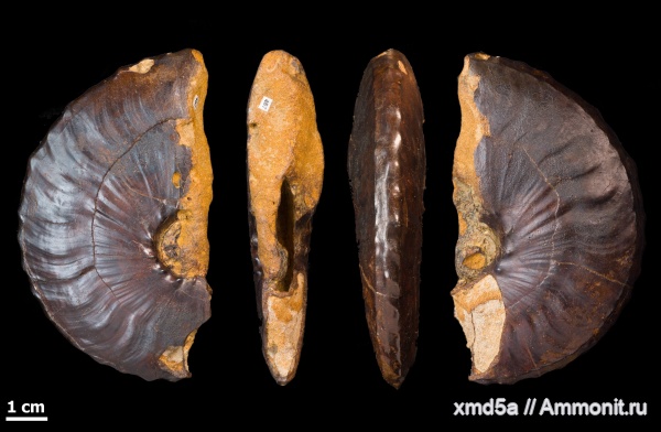 деформация, semenoviceras