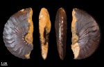 Semenoviceras (Planihoplites?) с прижизненной деформацией