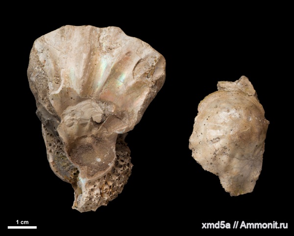 Arcthoplites, Hoplitidae, ксеноморфизм