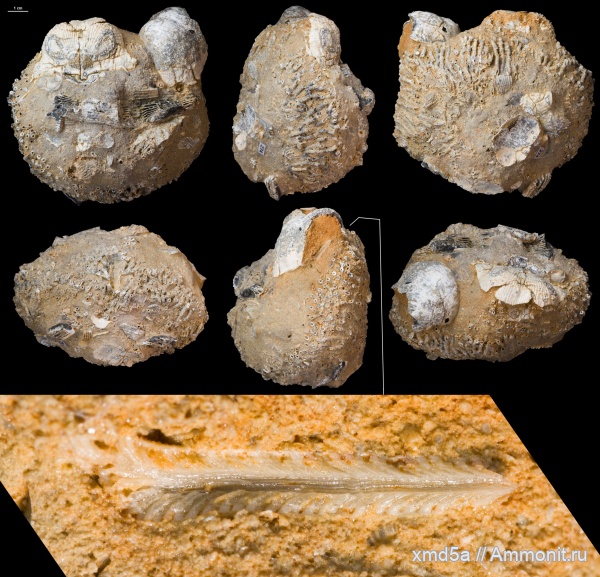 Echinoidea, Syringopora, brachiopoda, Anthozoa, Bryozoa, Productida, Ascopora, Kozlowskia borealis