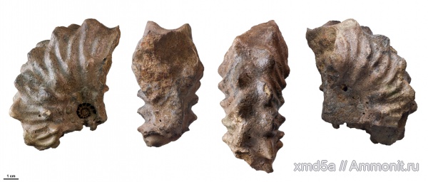 Hoplitidae, lautihoplites