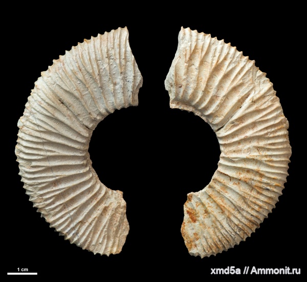 Sarmatisphinctes, Sarmatisphinctes fallax