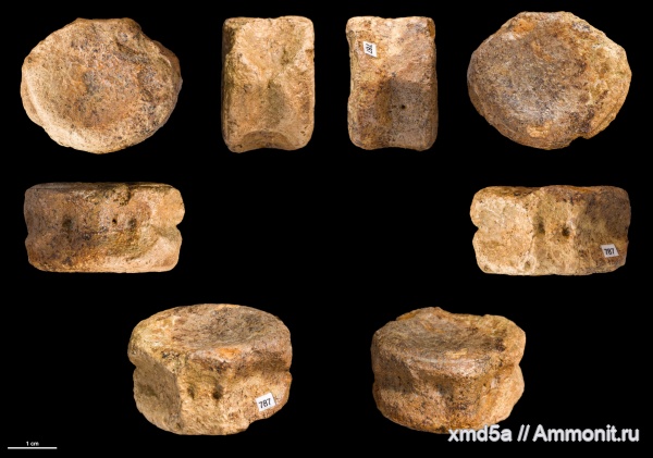 плезиозавры, позвонки, Plesiosauria