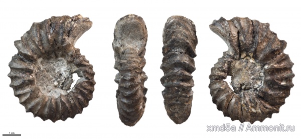 Riasanites, Riasanites swistowianus