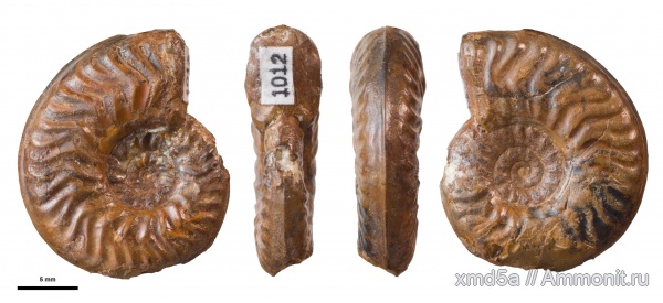 Ludwigia, Ludwigia subtuberculata Ludwigia, Ludwigia subtuberculata