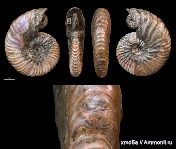 Deshayesites, прижизненные повреждения