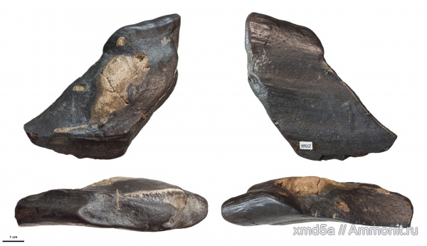 Саратовская область, мел