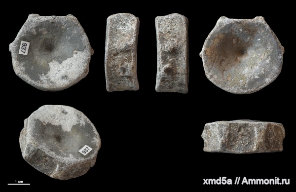 ихтиозавры, позвонки, Ichtyosauridae