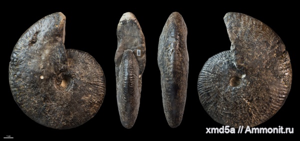 Aulacostephanus, Aulacostephanus yo