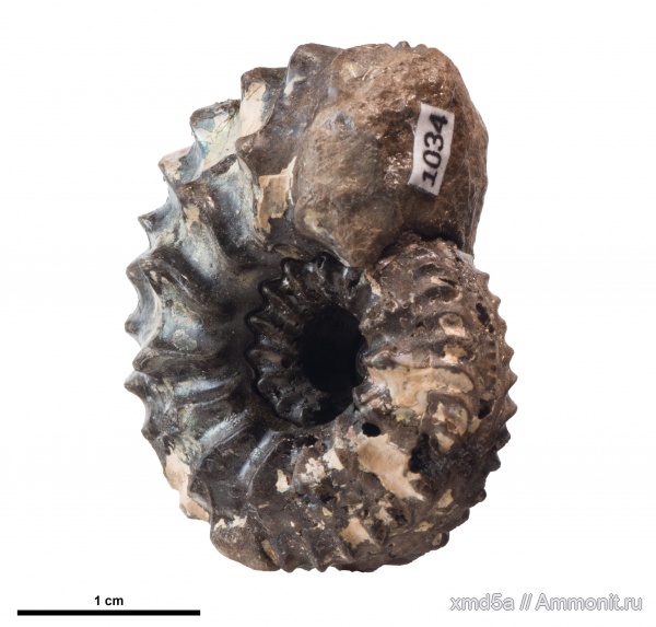 Amoeboceras, amoeboceras schulginae