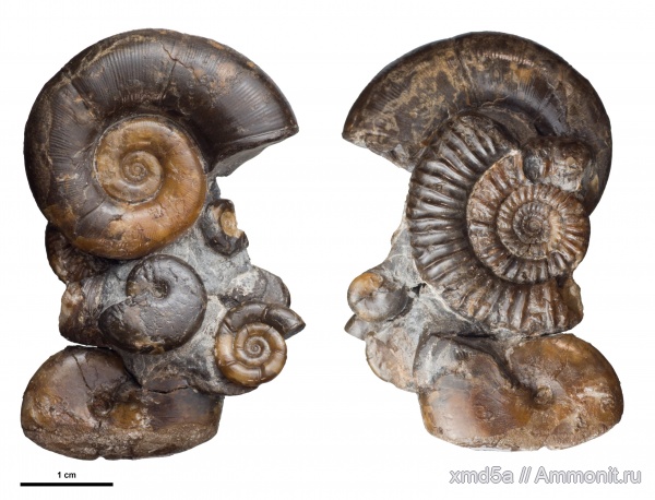 Dinolytoceras zhivagoi, Dinolytoceras, Phylloceras, nanolytoceras