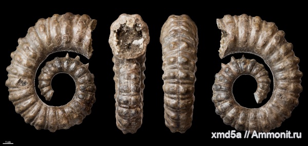 гетероморфные аммониты, Ammonitoceras, Ammonitoceras pavlowi