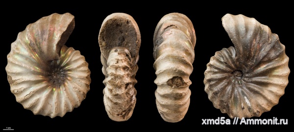 Arcthoplites, Arcthoplites bogoslowskyi