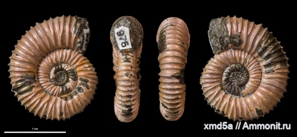 Саратовская область, юра