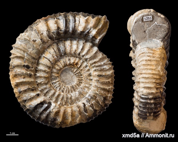 Sarmatisphinctes, Sarmatisphinctes fallax