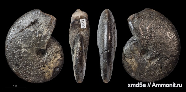 Oppeliidae, Neochetoceras