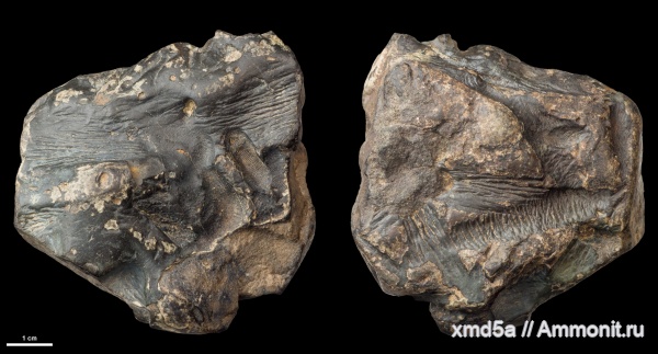 ихнофоссилии, Teredolites