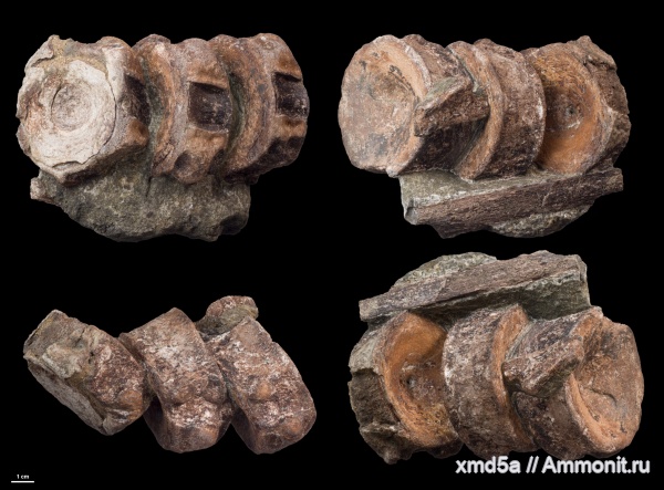 ихтиозавры, позвонки, Ichtyosauridae