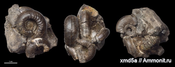 Plasmatites, Plasmatites zieteni