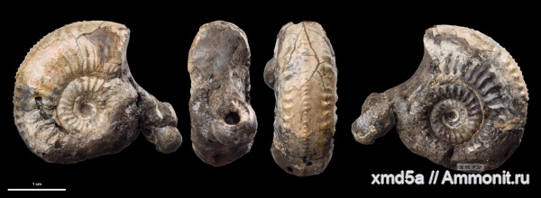 Plasmatites, Plasmatites zieteni