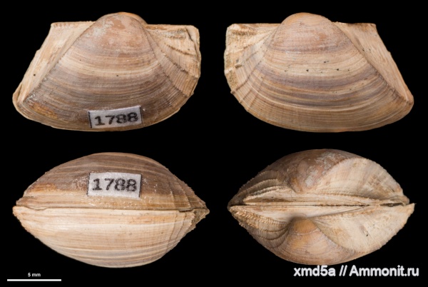 прижизненная окраска, Grammatodon