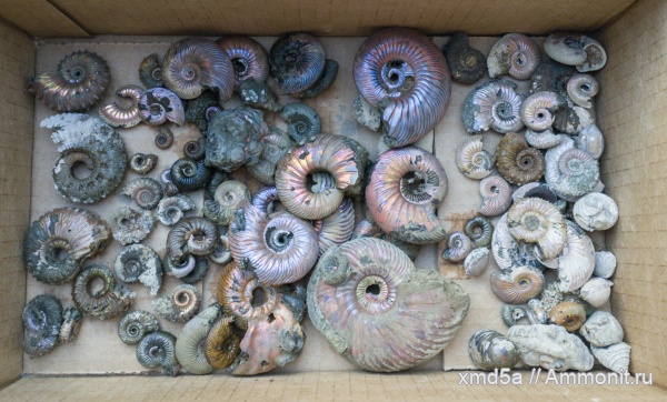 Kosmoceras, Quenstedtoceras