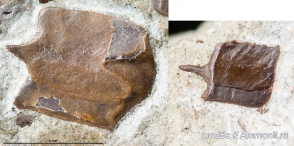 рыбы, чешуя