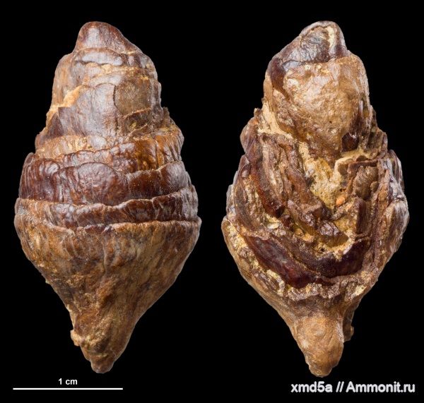 копролиты, копролит акулы