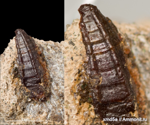 усоногие раки