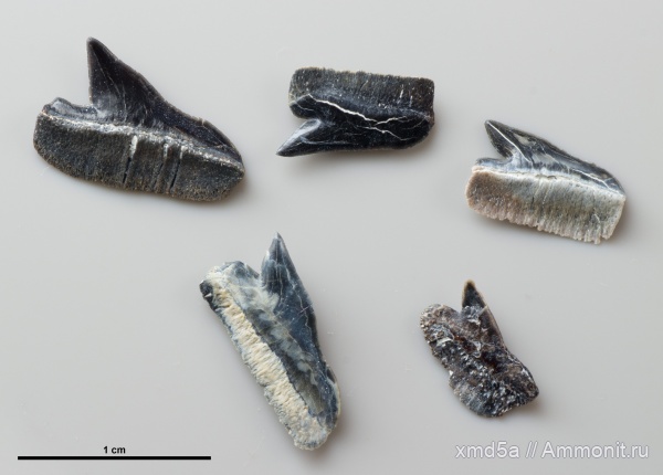 Echinorhinus
