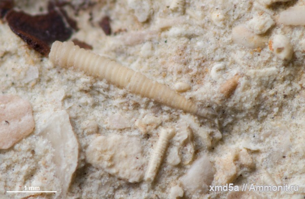 Воронежская область, девон