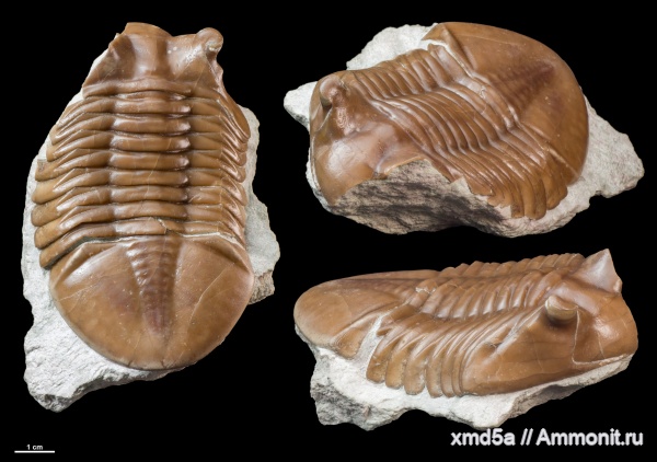 Asaphus, Asaphus holmi