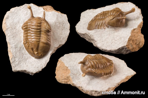 Asaphus, Asaphus kowalewskii