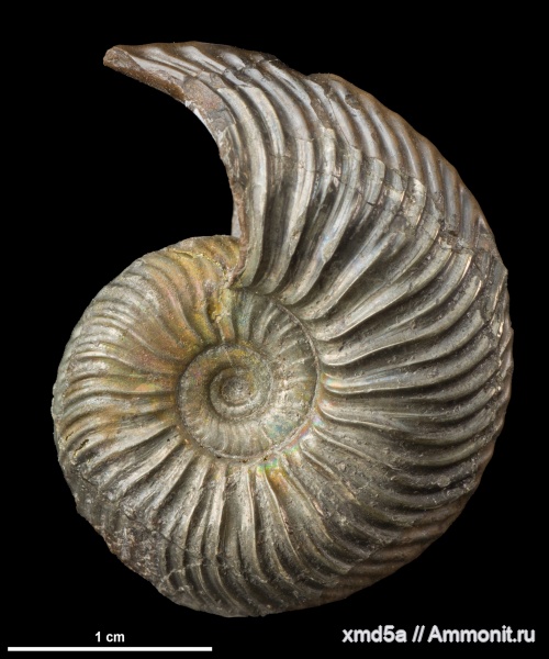 Quenstedtoceras, Quenstedtoceras henrici