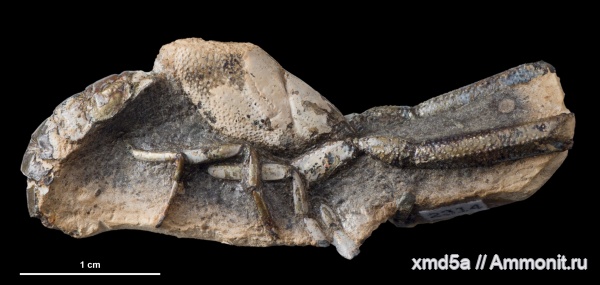 Mecochiridae, Eumorphia