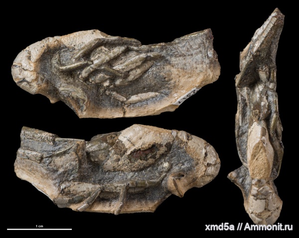 Mecochiridae, Eumorphia