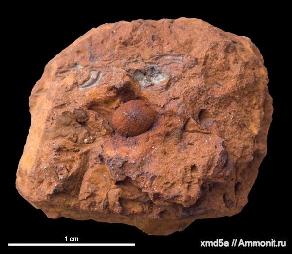 семена, семена растений