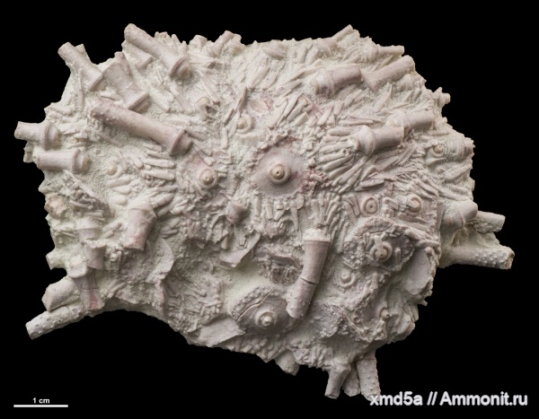 Archaeocidaris, Archaeocidaris rossica