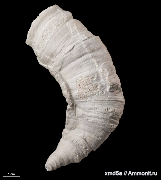 Gshelia, Gshelia rouilleri