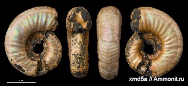 Grossouvria, parabolae, параболы